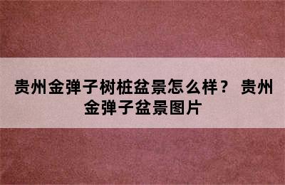 贵州金弹子树桩盆景怎么样？ 贵州金弹子盆景图片